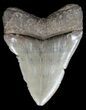 Serrated, Fossil Megalodon Tooth - Georgia #45116-1